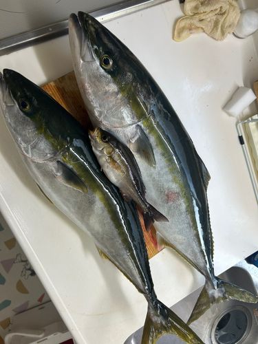 ブリの釣果