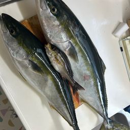 ブリ