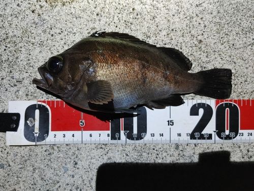 アカメバルの釣果