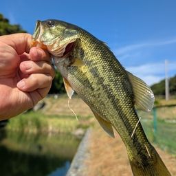 ブラックバス