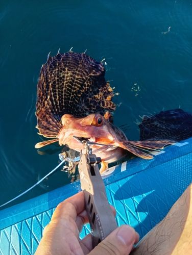 セミホウボウの釣果