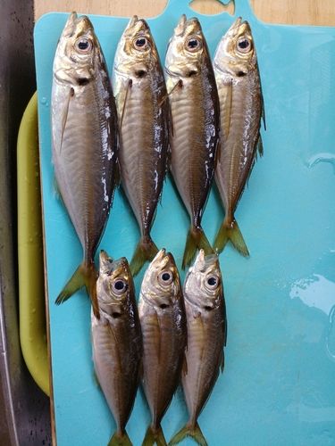 アジの釣果