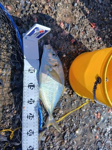 シマアジの釣果
