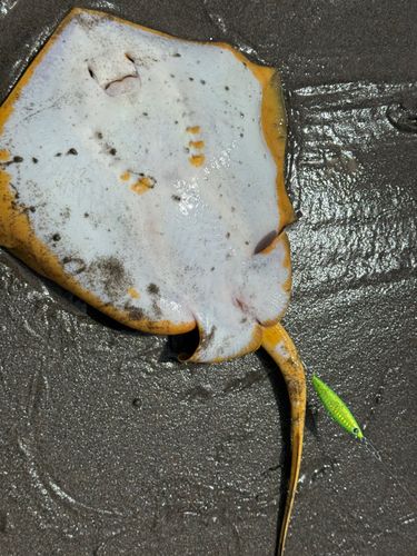 アカエイの釣果