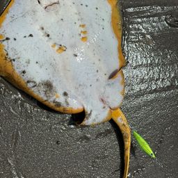 アカエイ