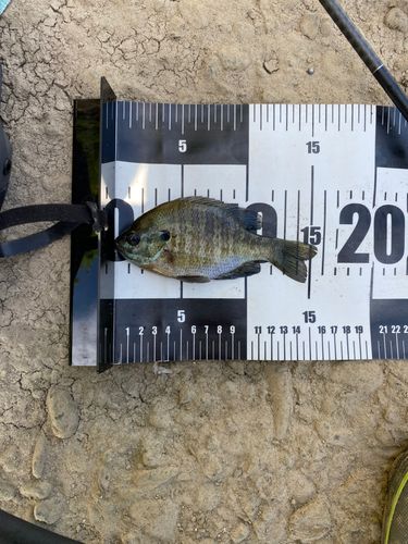 ブルーギルの釣果