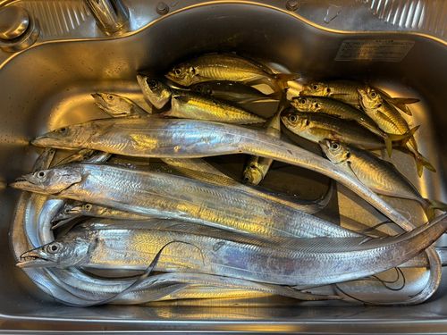 タチウオの釣果