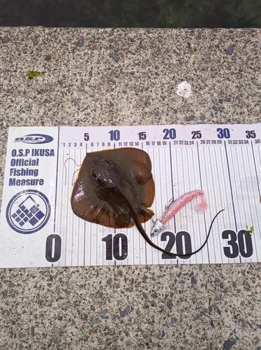 アカエイの釣果