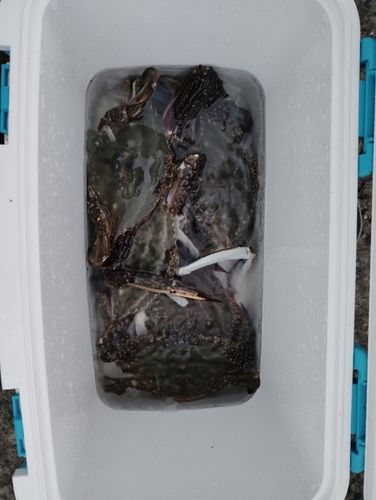 ワタリガニの釣果