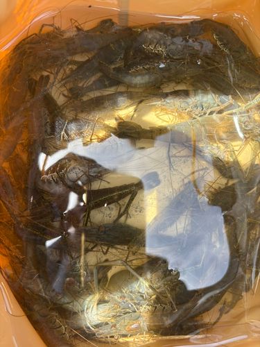 テナガエビの釣果