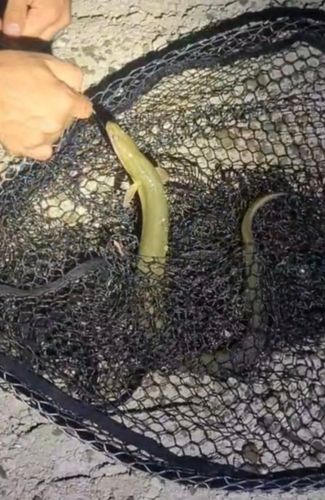 ウナギの釣果