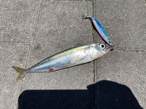 サバの釣果