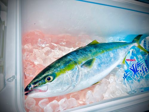 ワラサの釣果