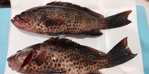 オオモンハタの釣果