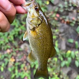 スモールマウスバス