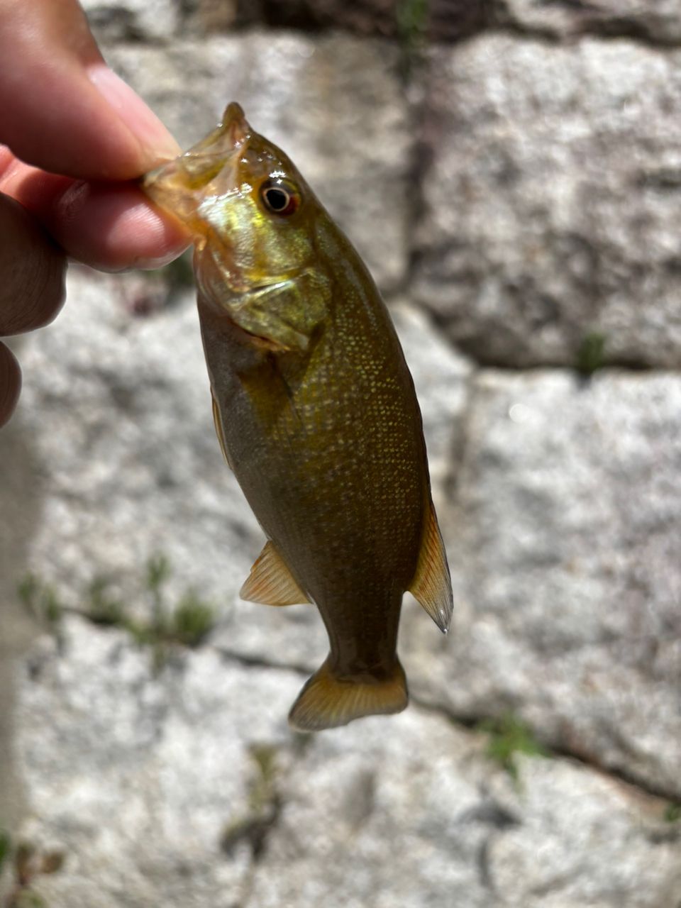 スモールマウスバス