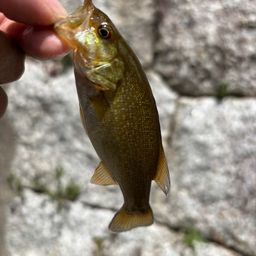 スモールマウスバス