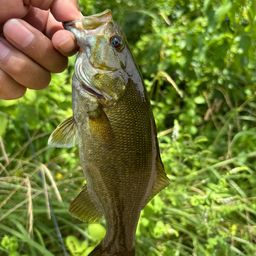 スモールマウスバス