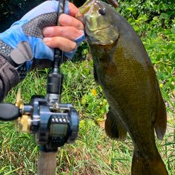 スモールマウスバス