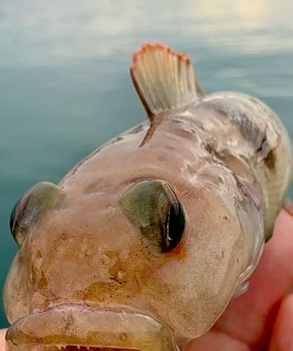 リュウグウハゼの釣果