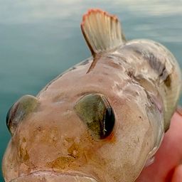 リュウグウハゼ