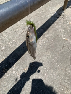 キスの釣果