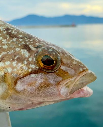 アイナメの釣果