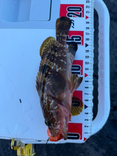 キジハタの釣果