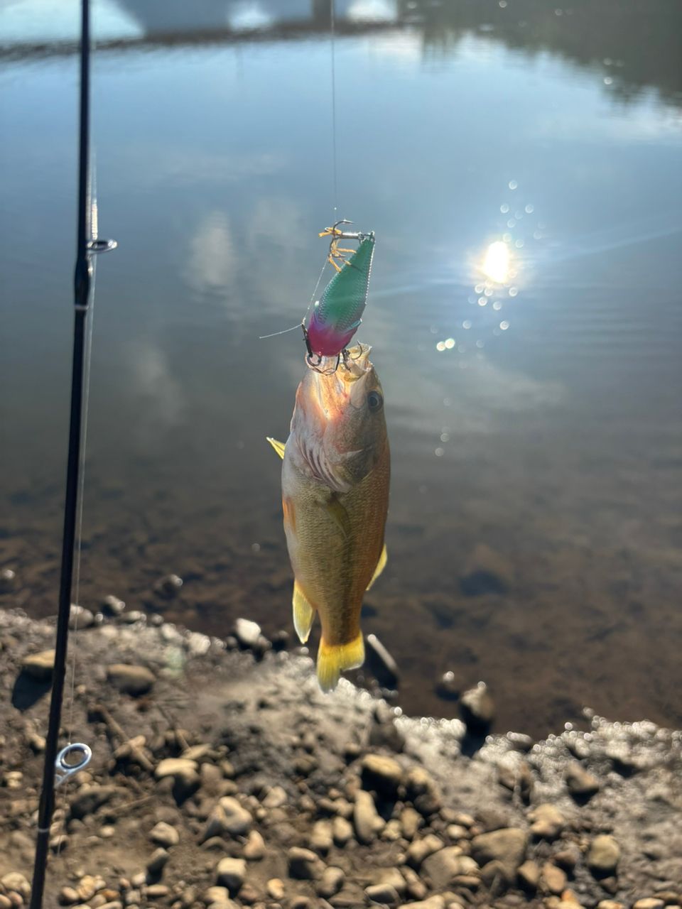 ラージマウスバス