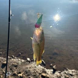 ラージマウスバス