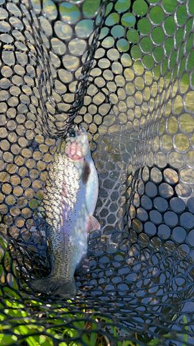 ニジマスの釣果