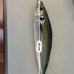 アジ