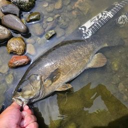 スモールマウスバス