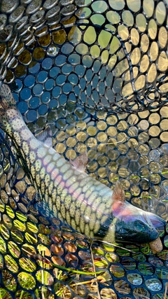 ニジマスの釣果