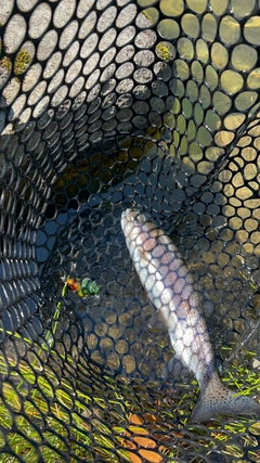 ニジマスの釣果