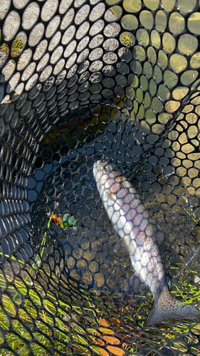 ニジマスの釣果