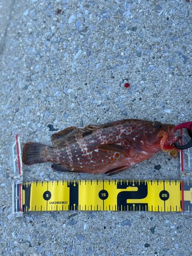 キジハタの釣果