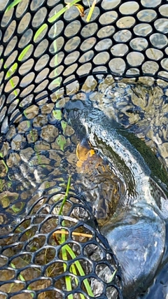 ニジマスの釣果