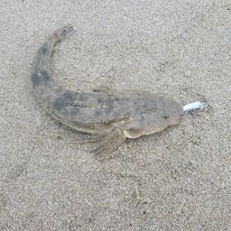 マゴチ