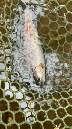 ヤマメの釣果