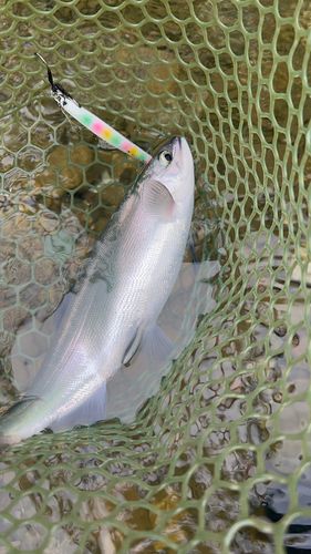 ヒメマスの釣果
