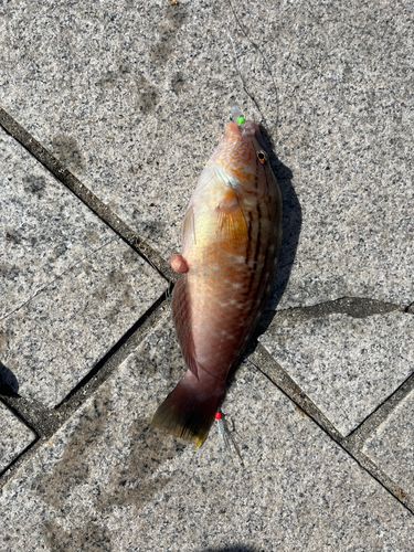 ベラの釣果