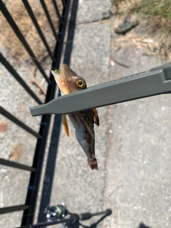 ホウボウの釣果