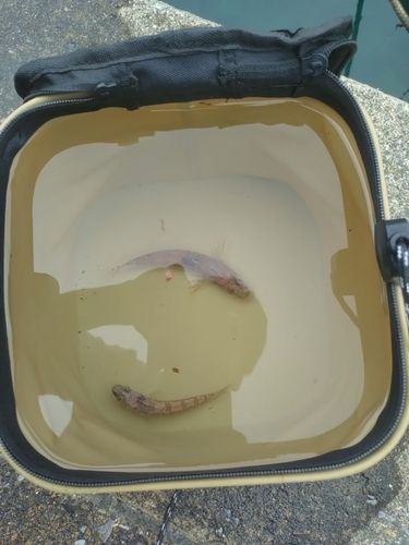 アサヒアナハゼの釣果