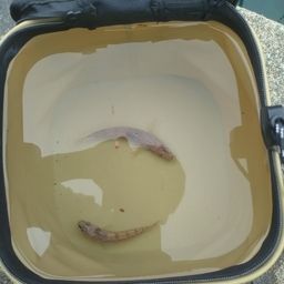 アサヒアナハゼ