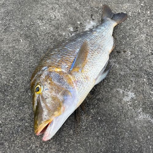 タマンの釣果