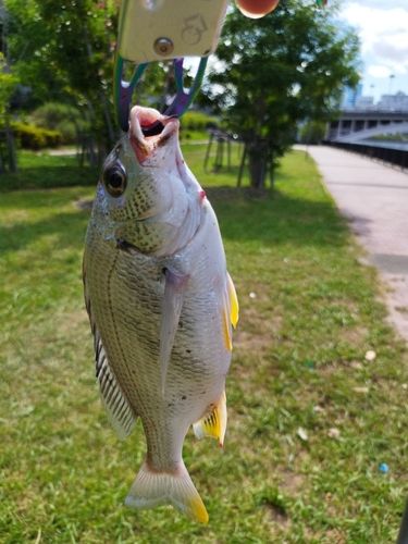 キビレの釣果