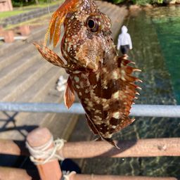 オオモンハタ
