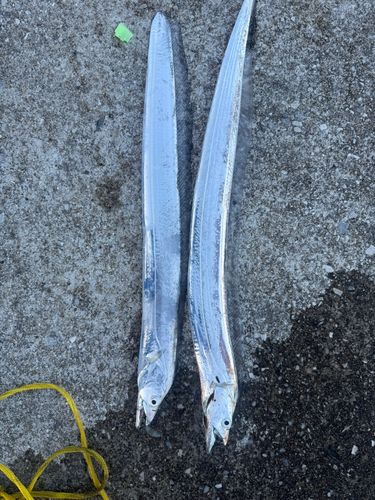 タチウオの釣果