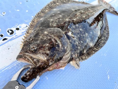 ヒラメの釣果